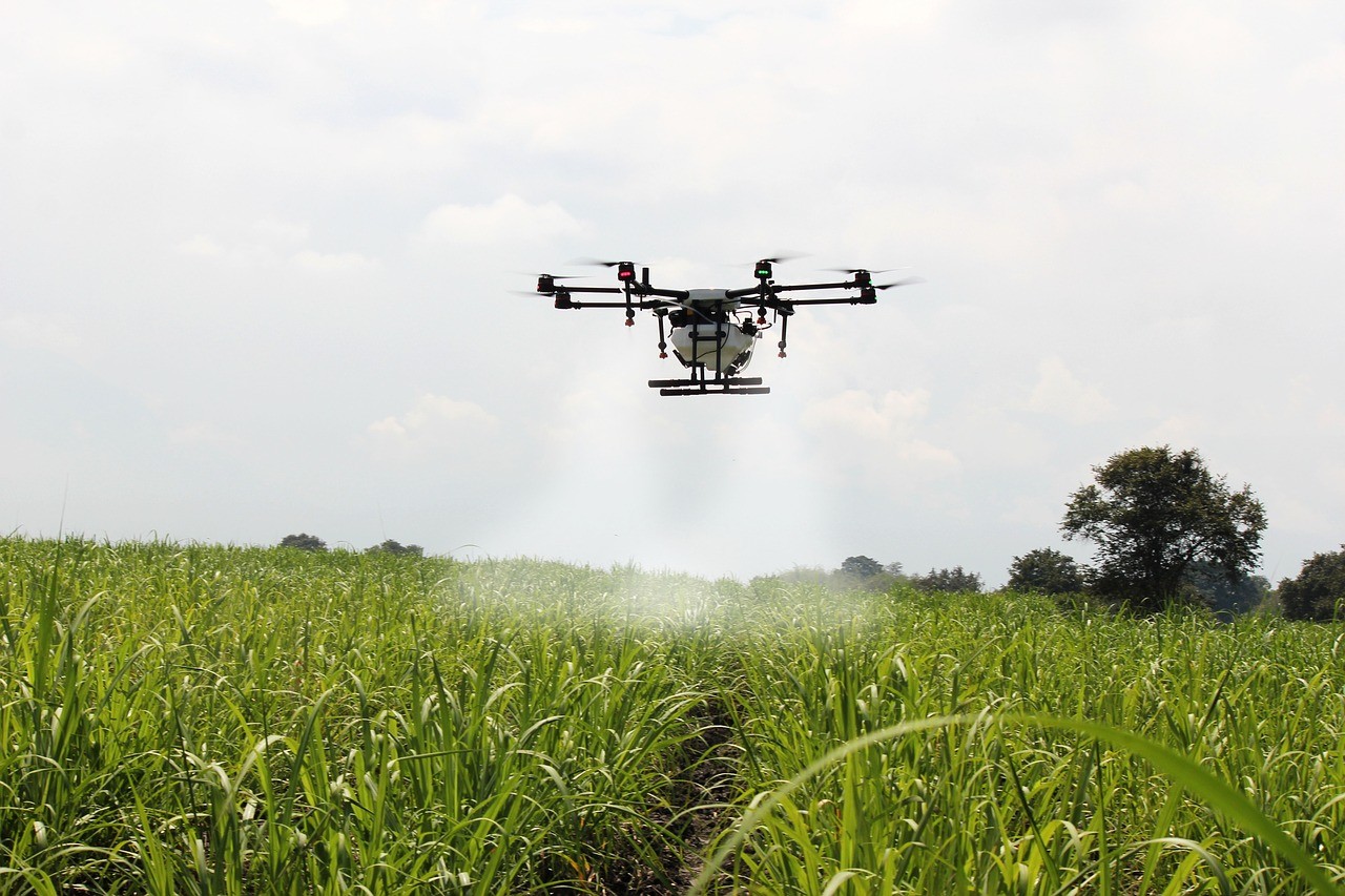A drone hovering over a sugarcane field