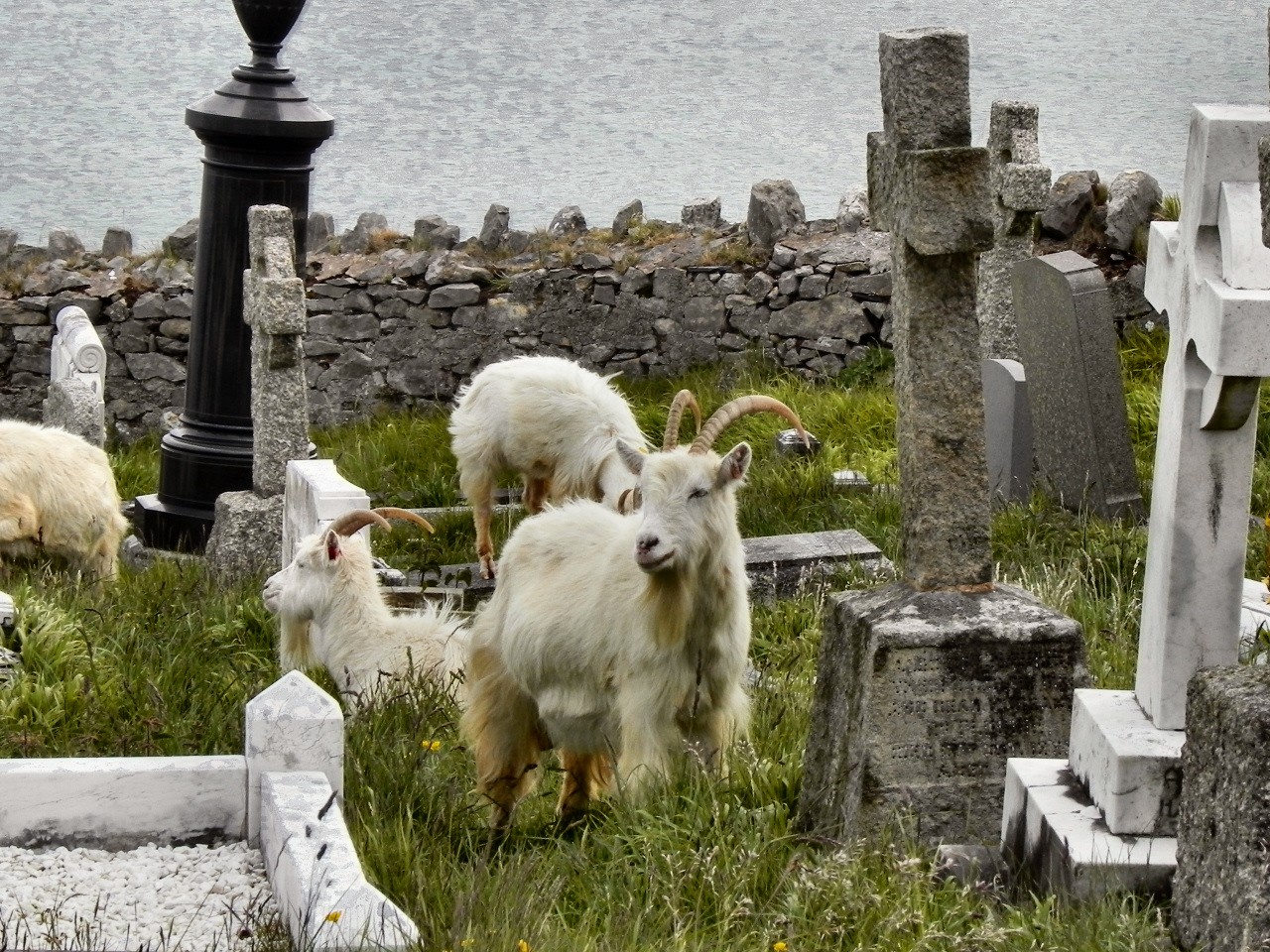 Goats in a graveyard