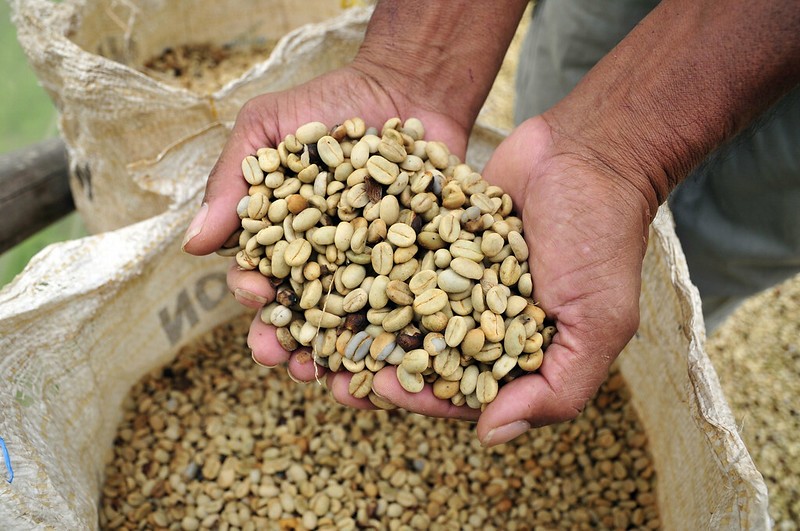 Hands hold dehusked and dried coffee beans at a farm in Colombia. 