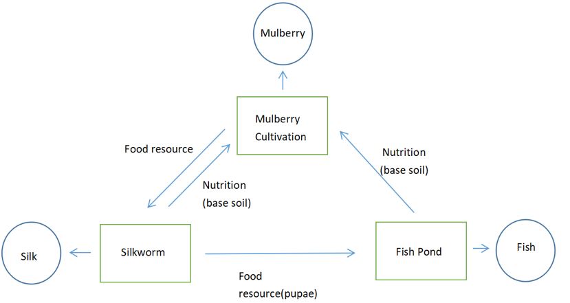 Chart showing the relationship between Mulberry cultivation, Silkworm and Fish pond 