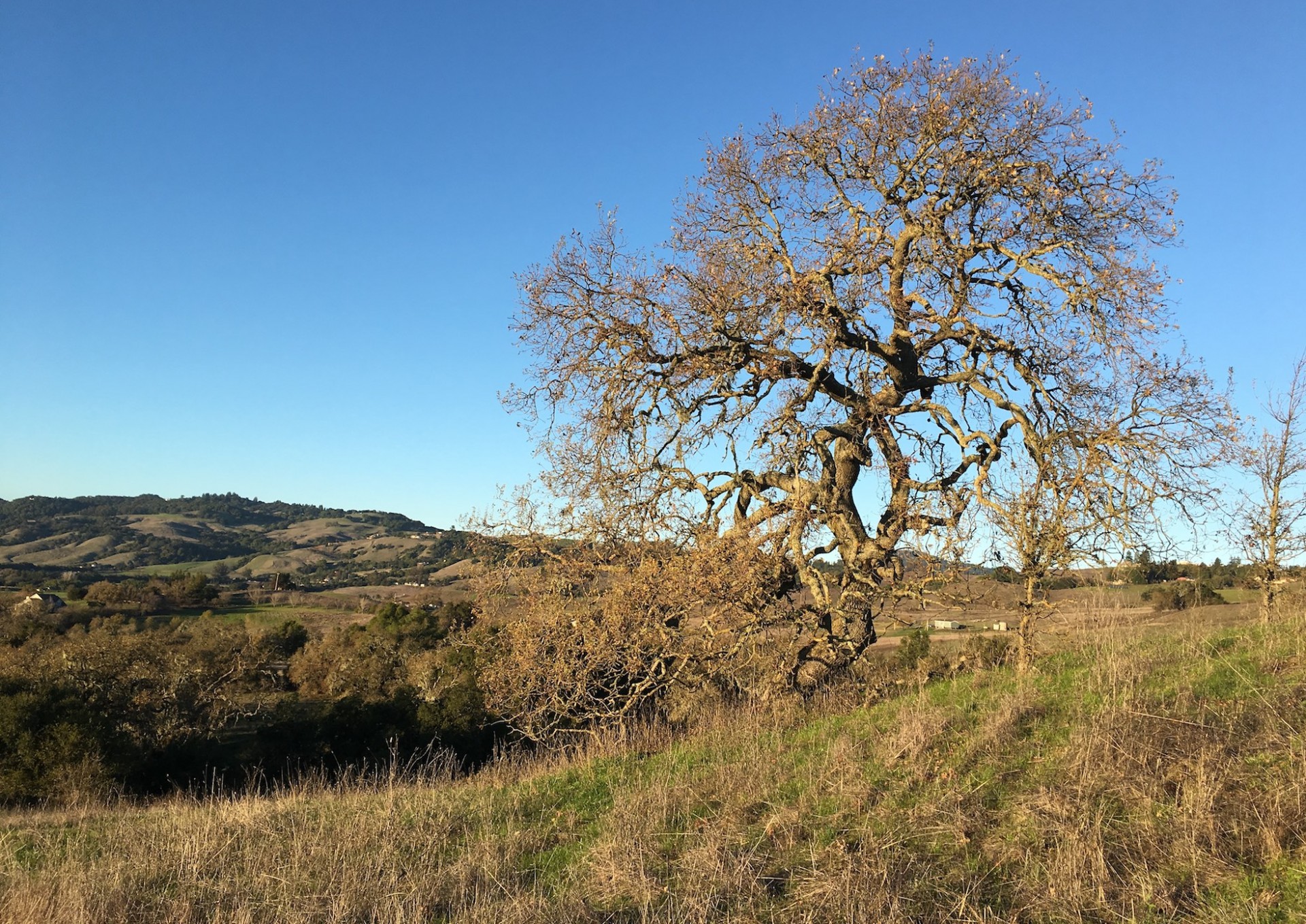 A tree and rolling hills landscape in Northern California