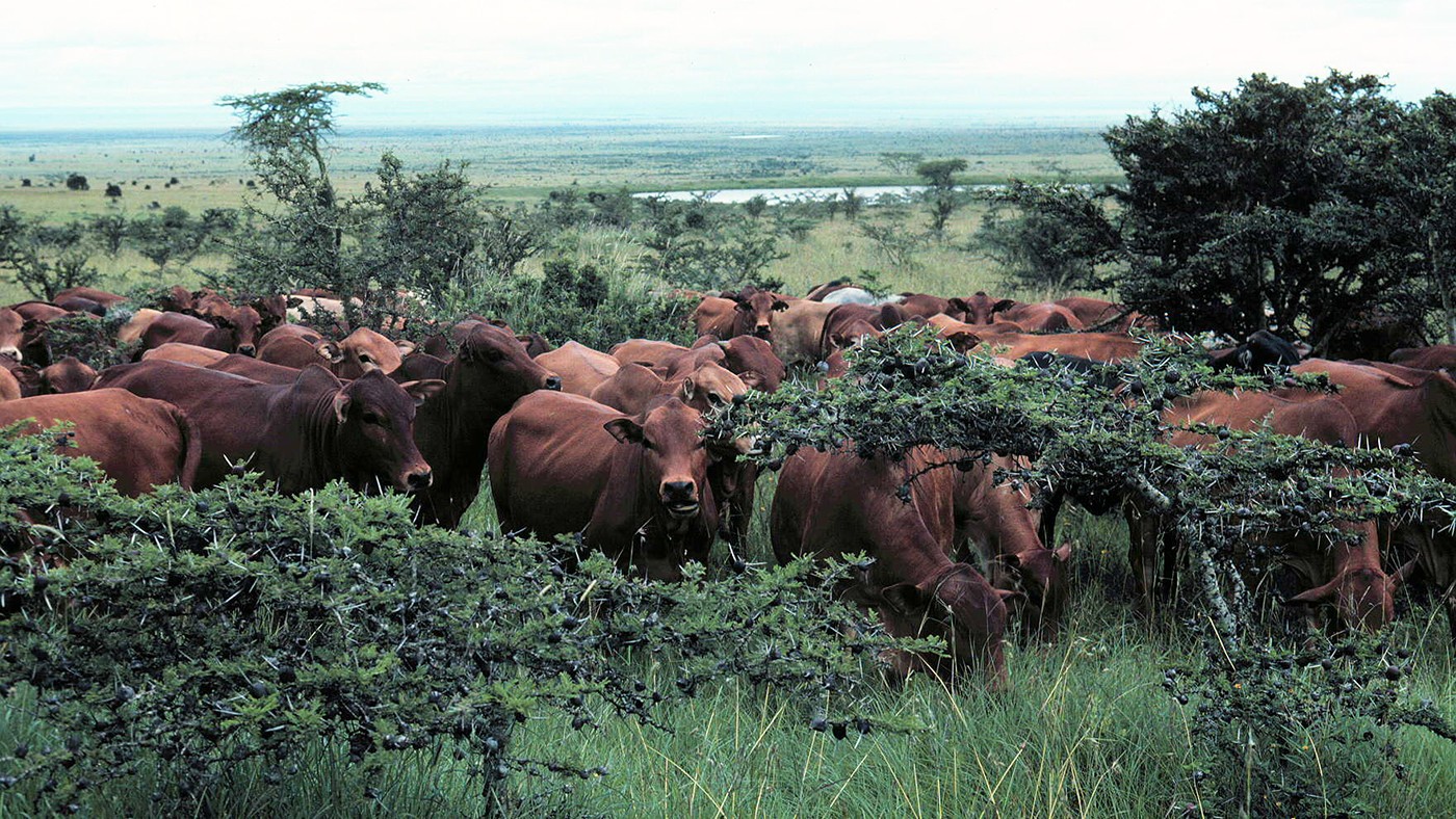 Boran cattle grazing at Kapiti ranch in Kenya.