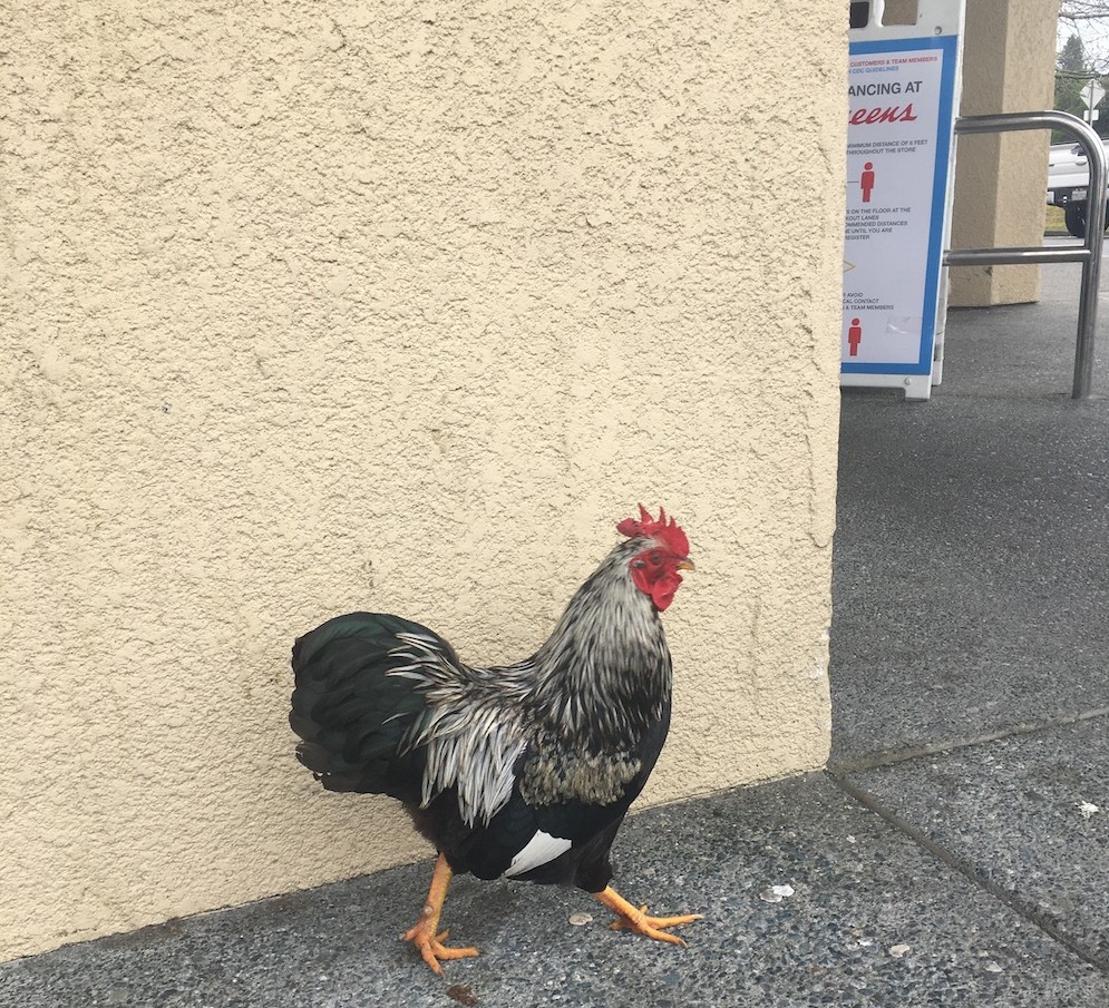 A chicken walks in front of Walgreens in Beem's hometown of Cotati in Northern California