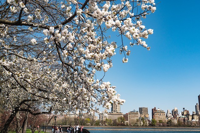 Cherry blossom tree in bloom in Central Park