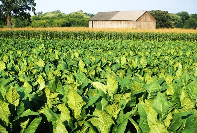 Tobacco field with a barn in the background