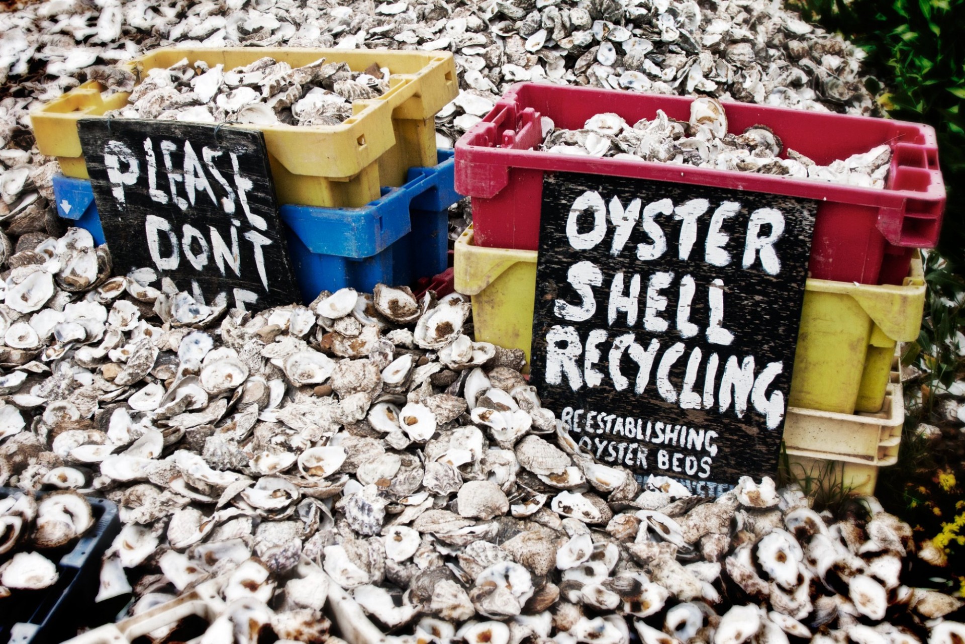 Hundreds of empty oyster shells on the ground and in plastic bins with signs that read "oyster shell recycling."